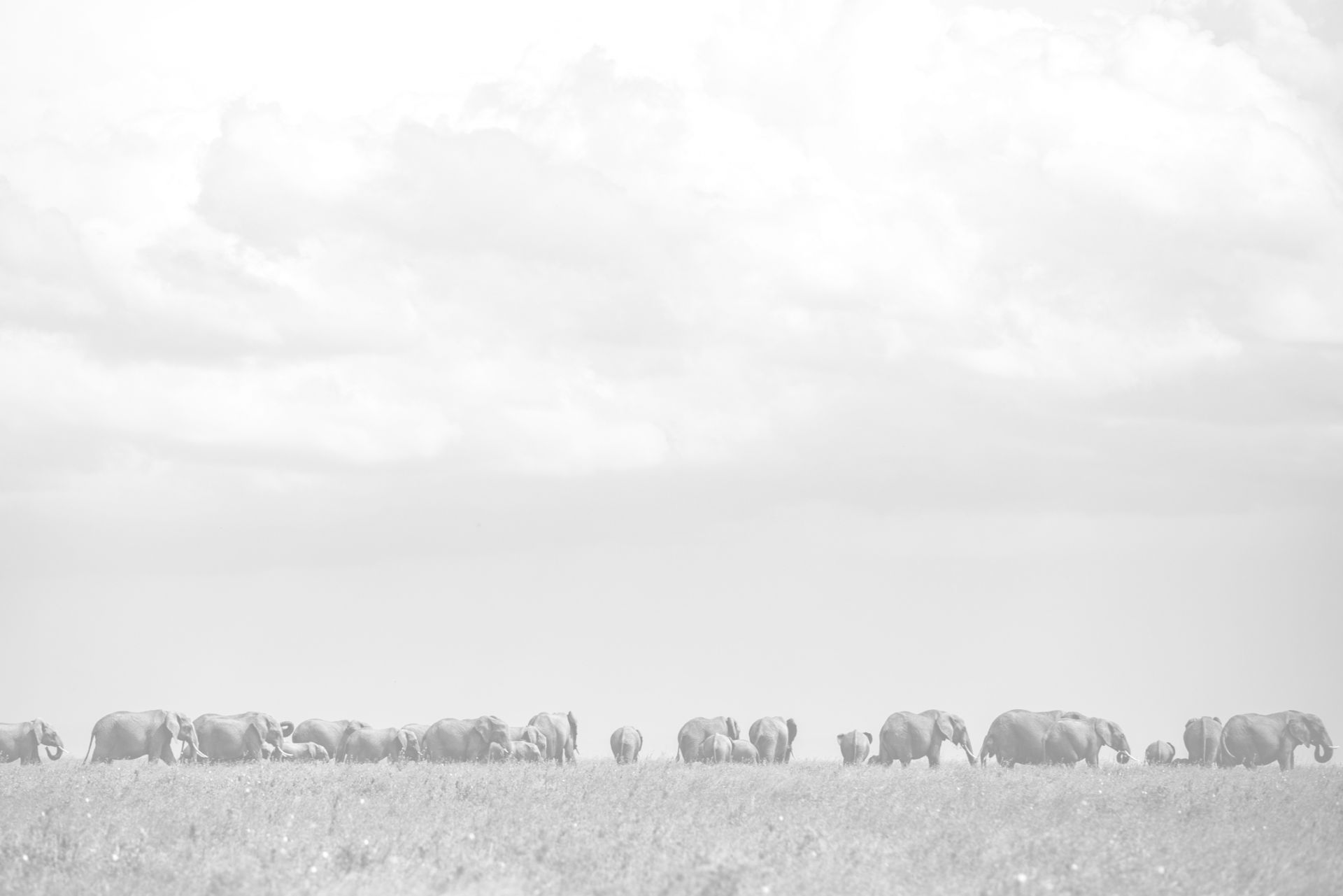 Segera Retreat en Laikipia 
