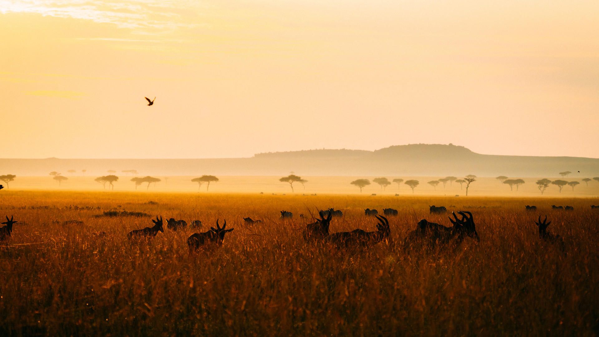 Serian's Serengeti Lamai en Serengeti