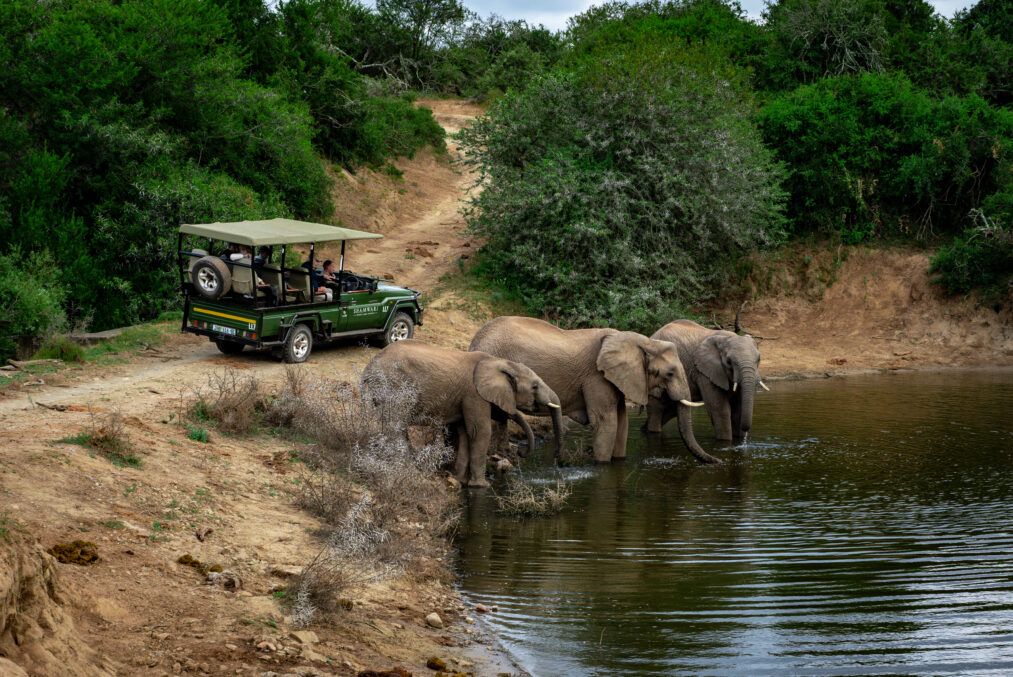 Game drive elephants watering hole