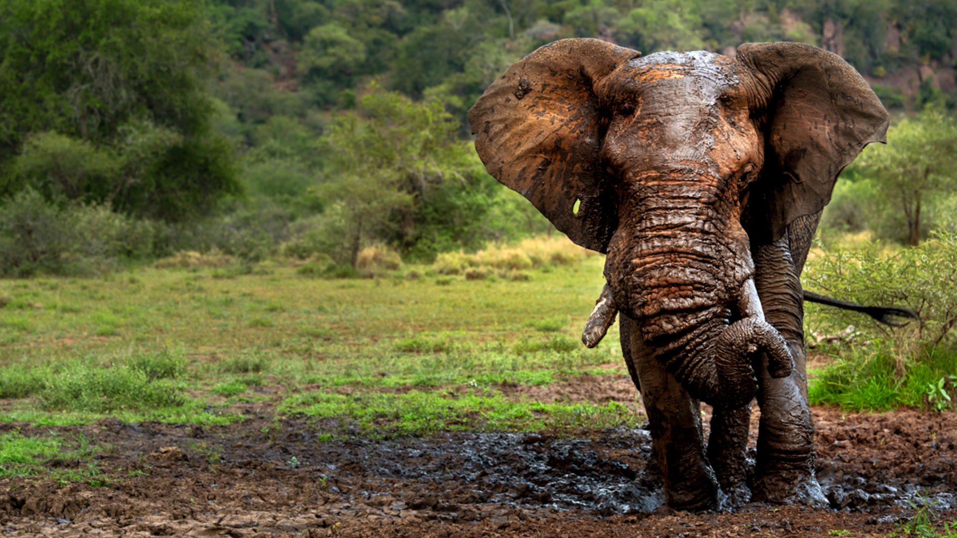 Elephant singita grumeti reserve ross couper 34