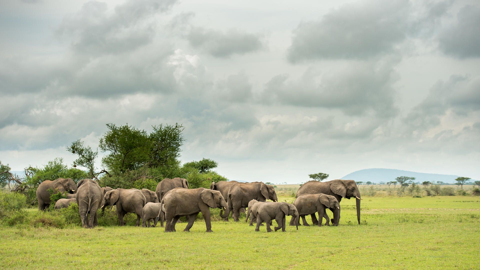 Sgr wildlife elephant august 2022 ross couper 2