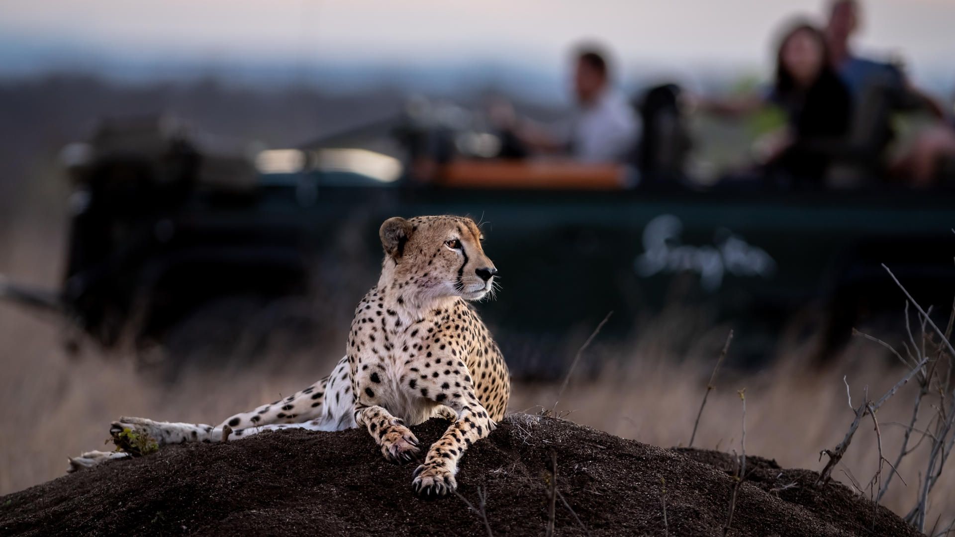 Cheetah ross couper 2