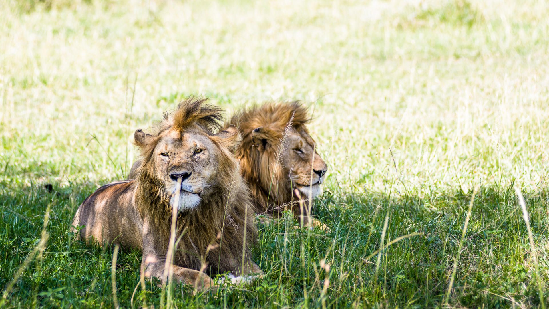 Singita Sabora Tented Camp en Serengeti