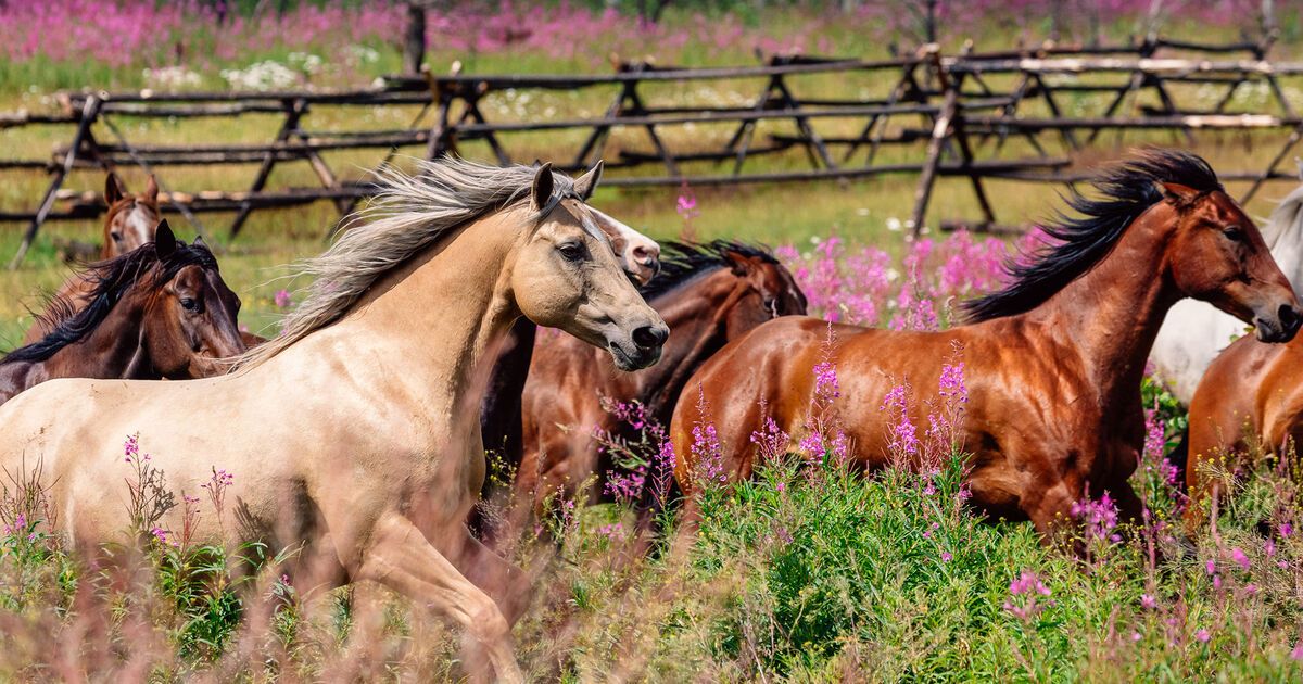Siwash Lake Wilderness Resort & Ranch en Cariboo