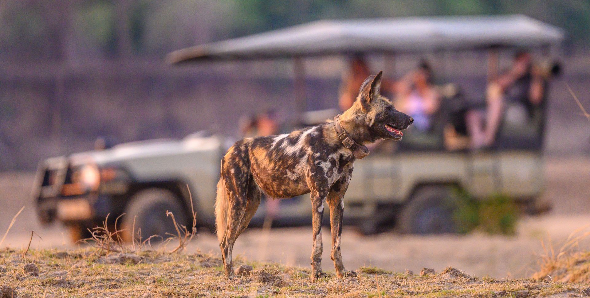 Tafika Camp en Luangwa Valley