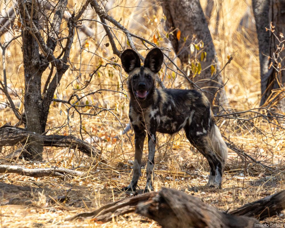 Tum Tum Treehouse Lodge en Hwange