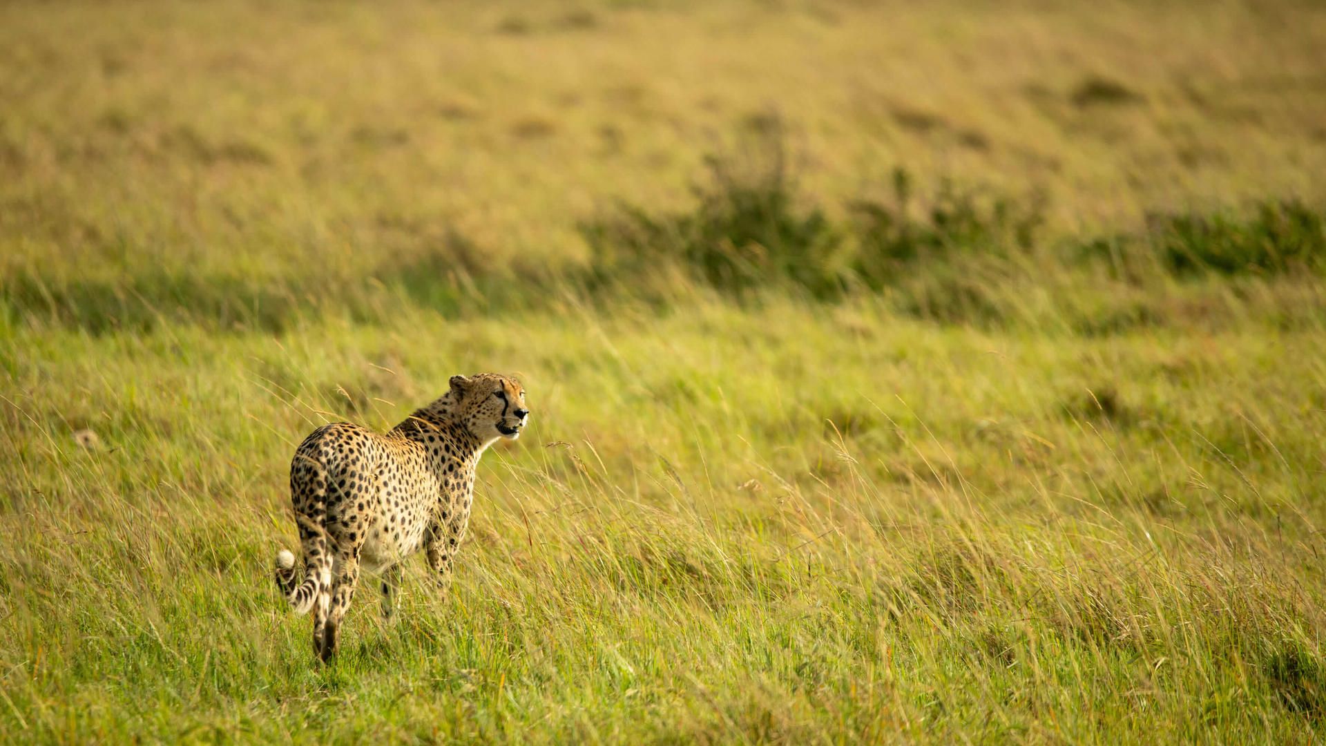 Asilia africa ubuntu migration camp cheetah standing in the grass