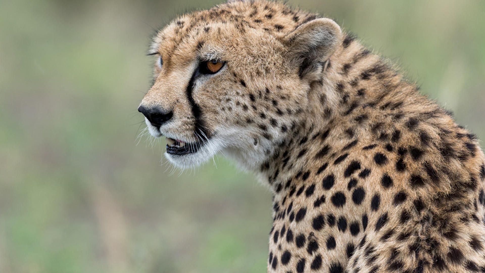 Ubuntu camp cheetah