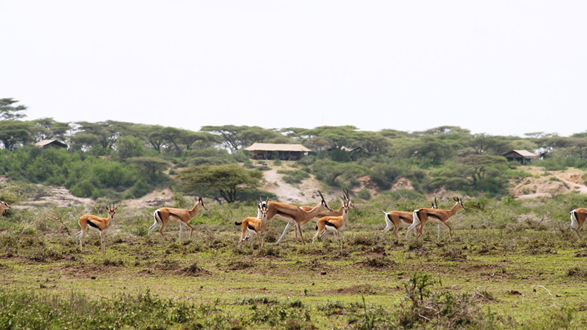 Ubuntu camp impala