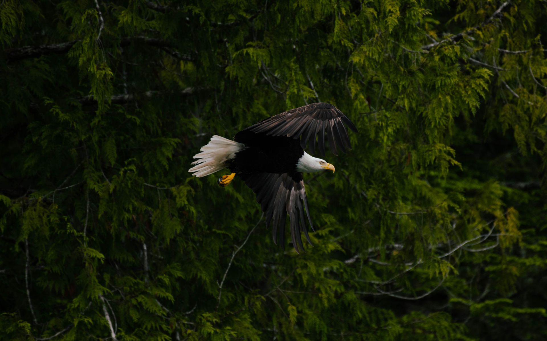 Afternoon eagle