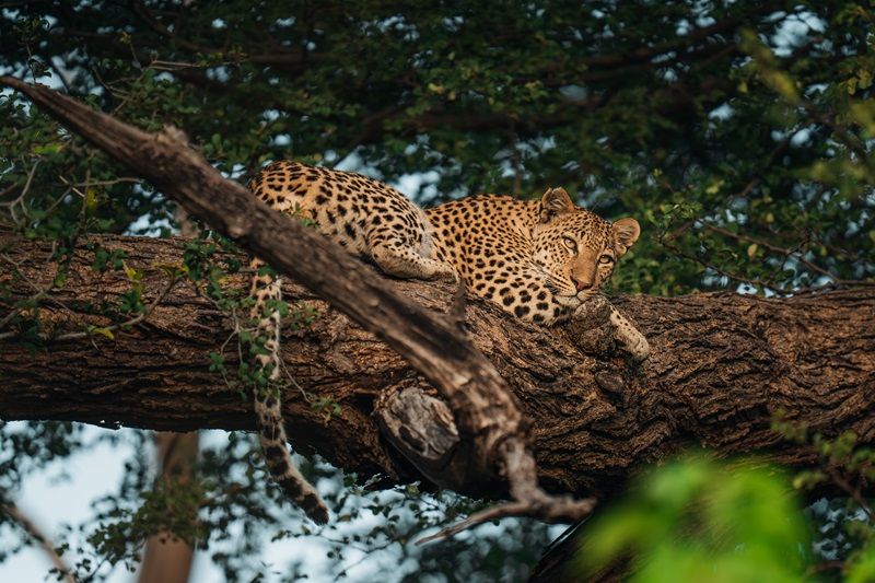 Wildlife chitabe okavango botswana 03 25 fs 40