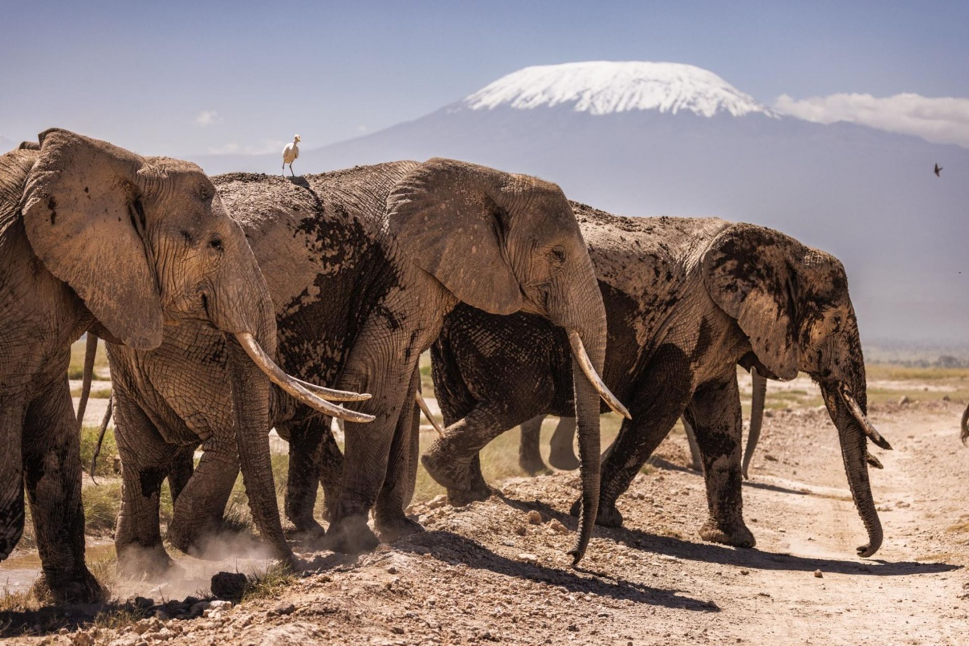 Angama Amboseli en Amboseli