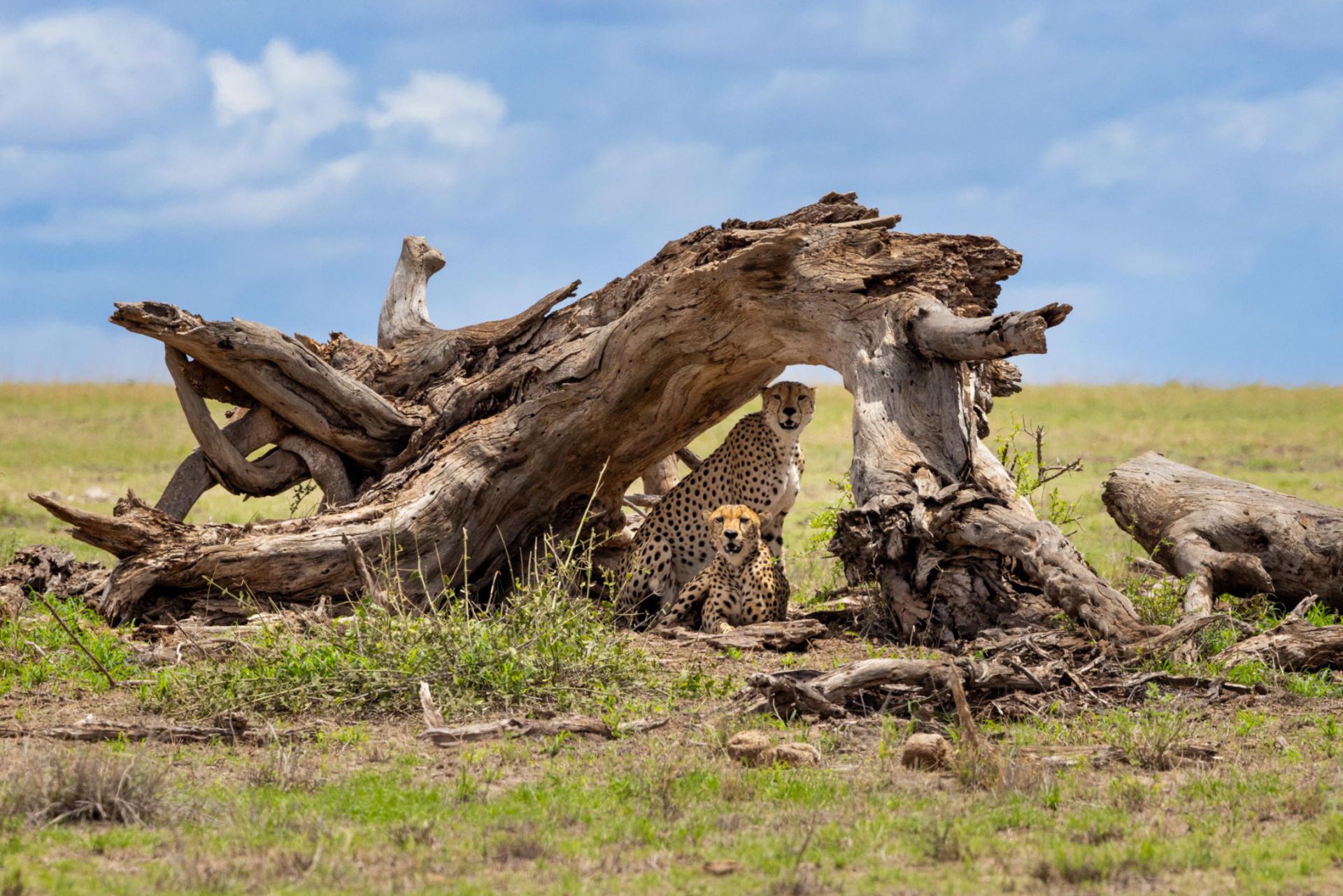 Angama Amboseli en Amboseli