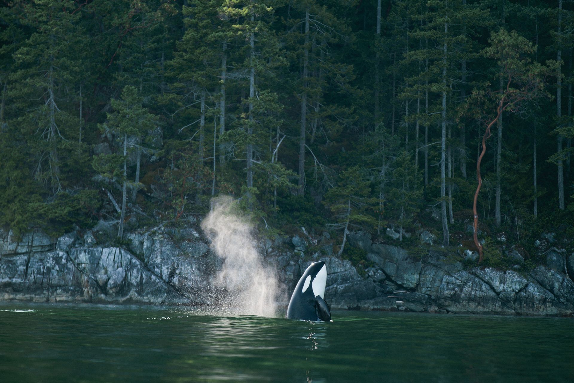 Pacific Yellowfin en Desolation Sound