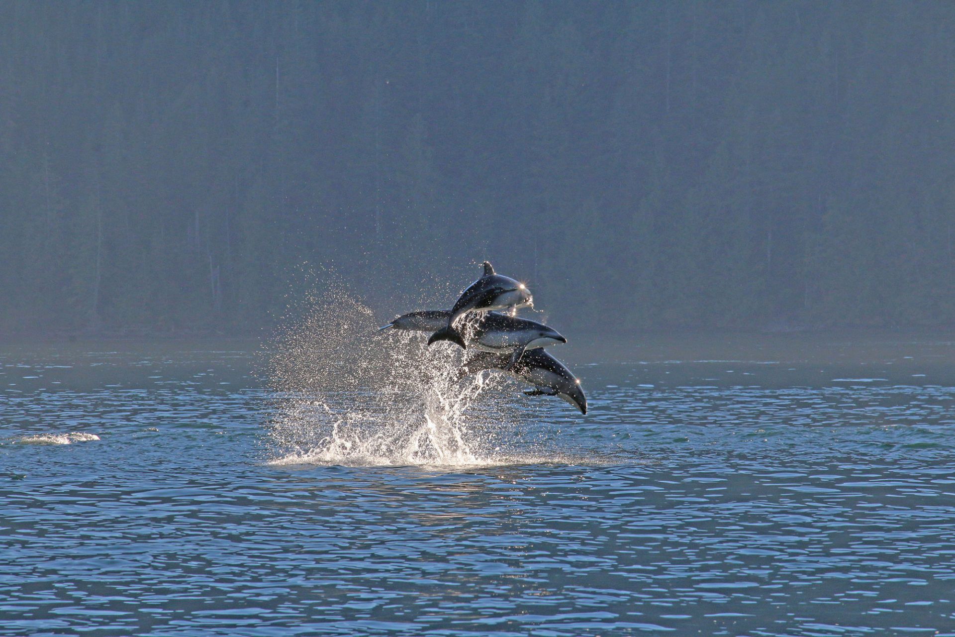 Pacific Yellowfin en Desolation Sound