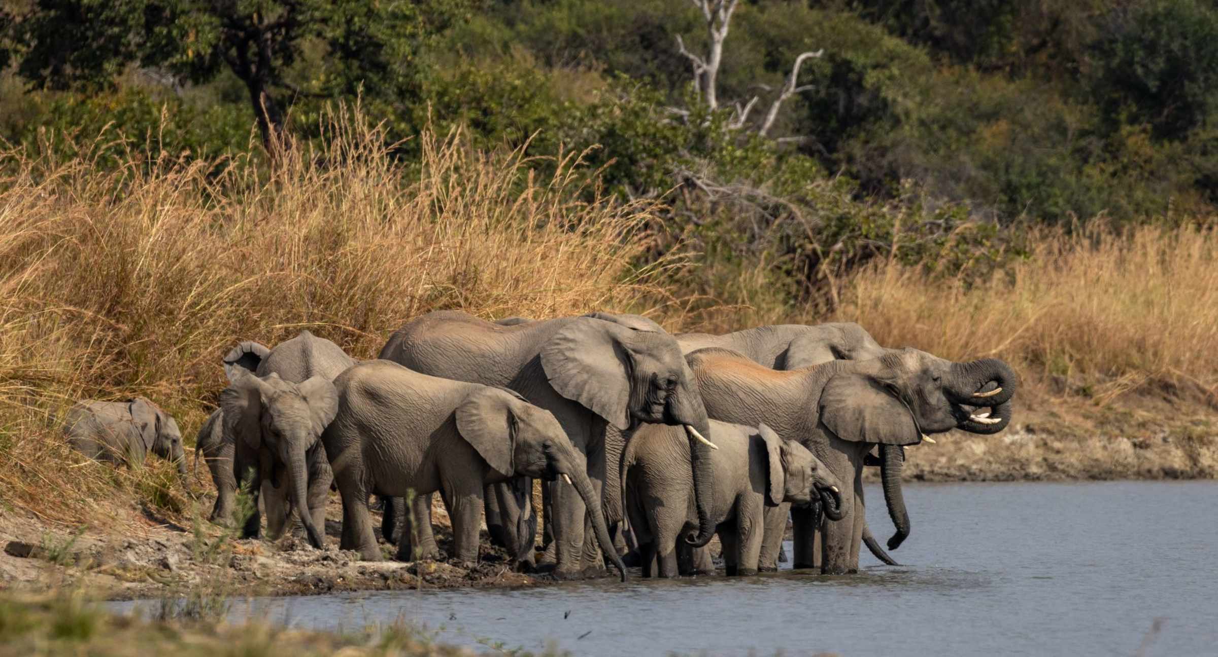 Anantara Tented Camp Kafue River en Kafue