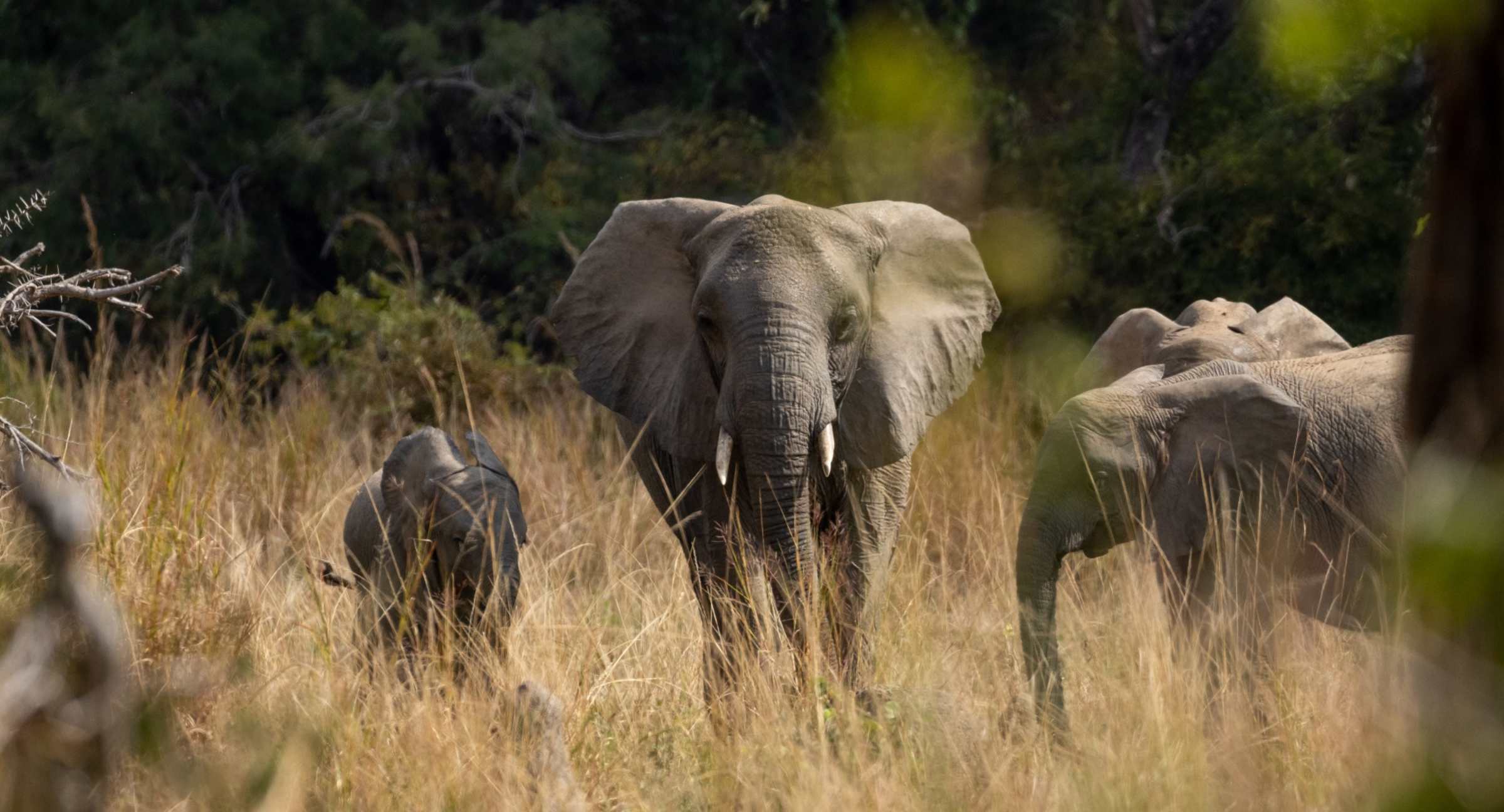 Anantara Tented Camp Kafue River en Kafue
