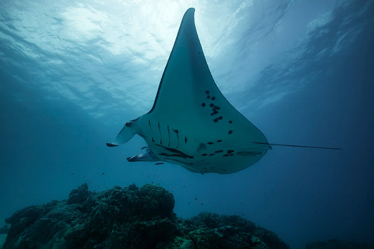 Fafarua Private Island & Lodge en Tikehau