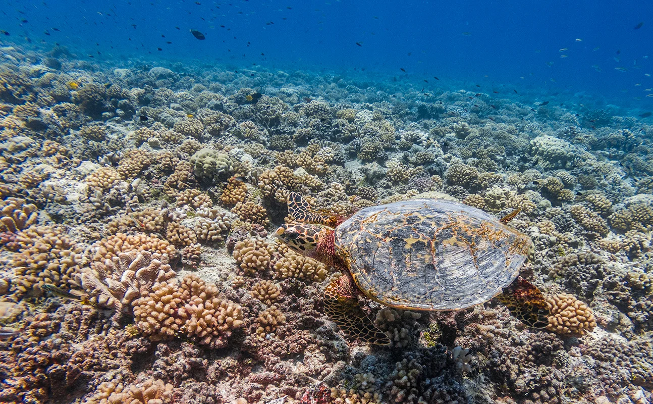 Fafarua Private Island & Lodge en Tikehau