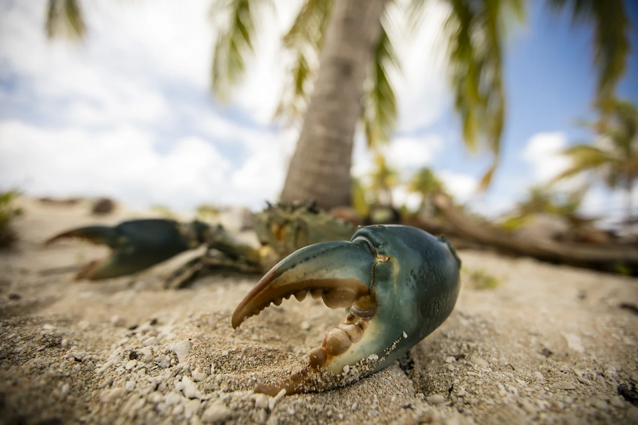 Fafarua Private Island & Lodge en Tikehau