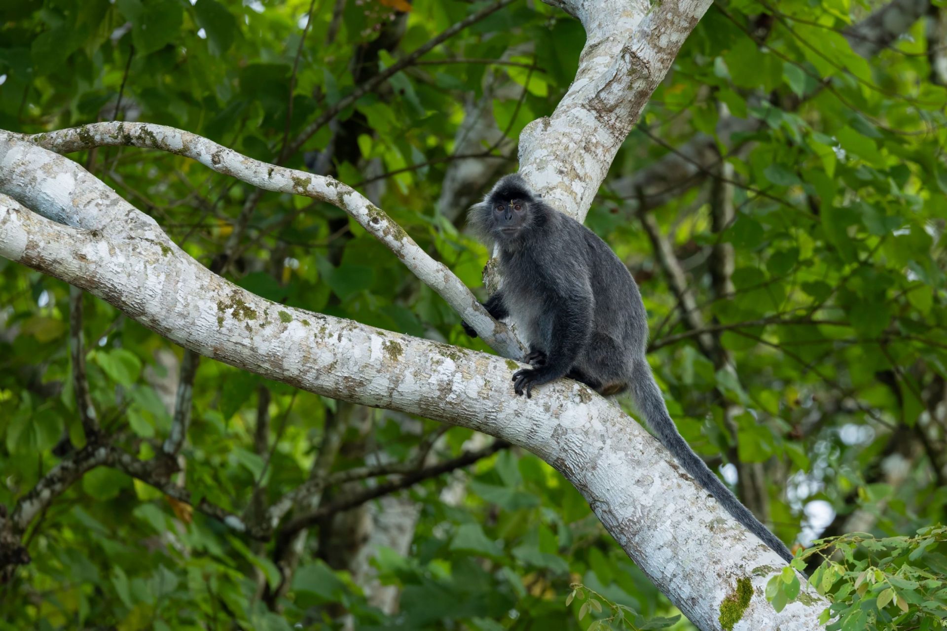 Koduko Sanctuary en Kota Belud