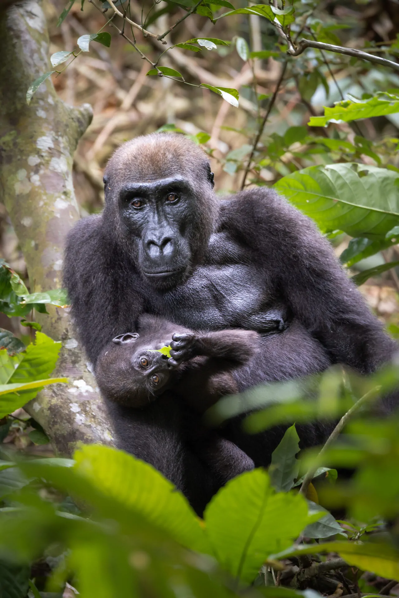 Loango National Park | LAT.40