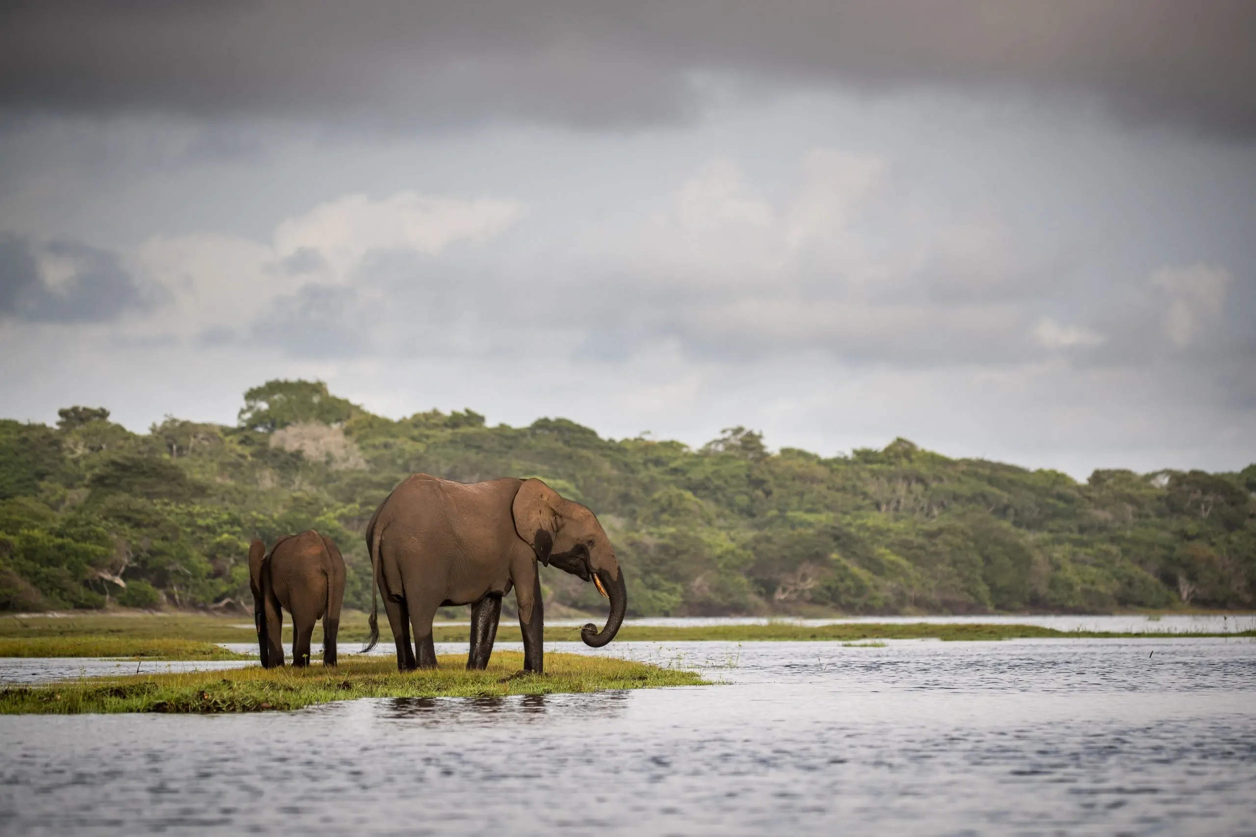 Loango National Park | LAT.40