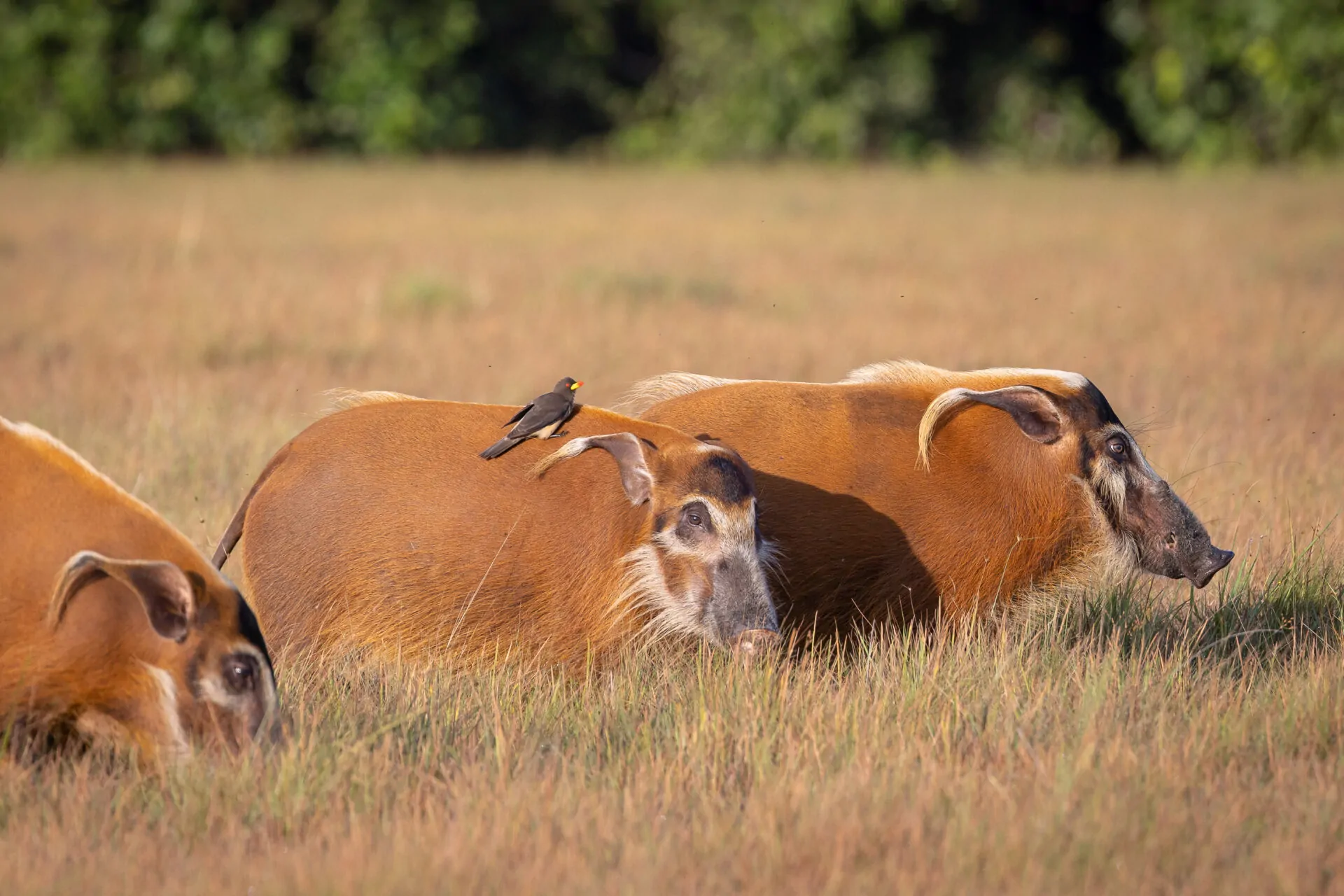Loango National Park | LAT.40