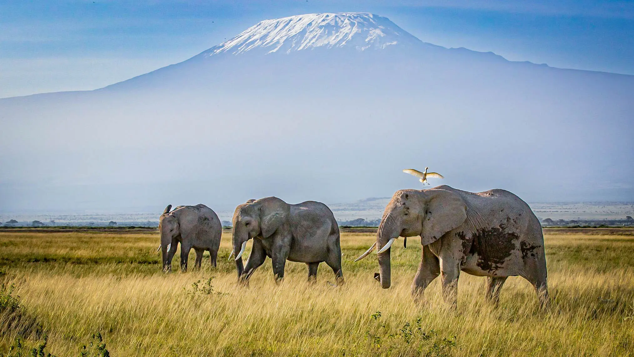 Soroi Amboseli en Amboseli