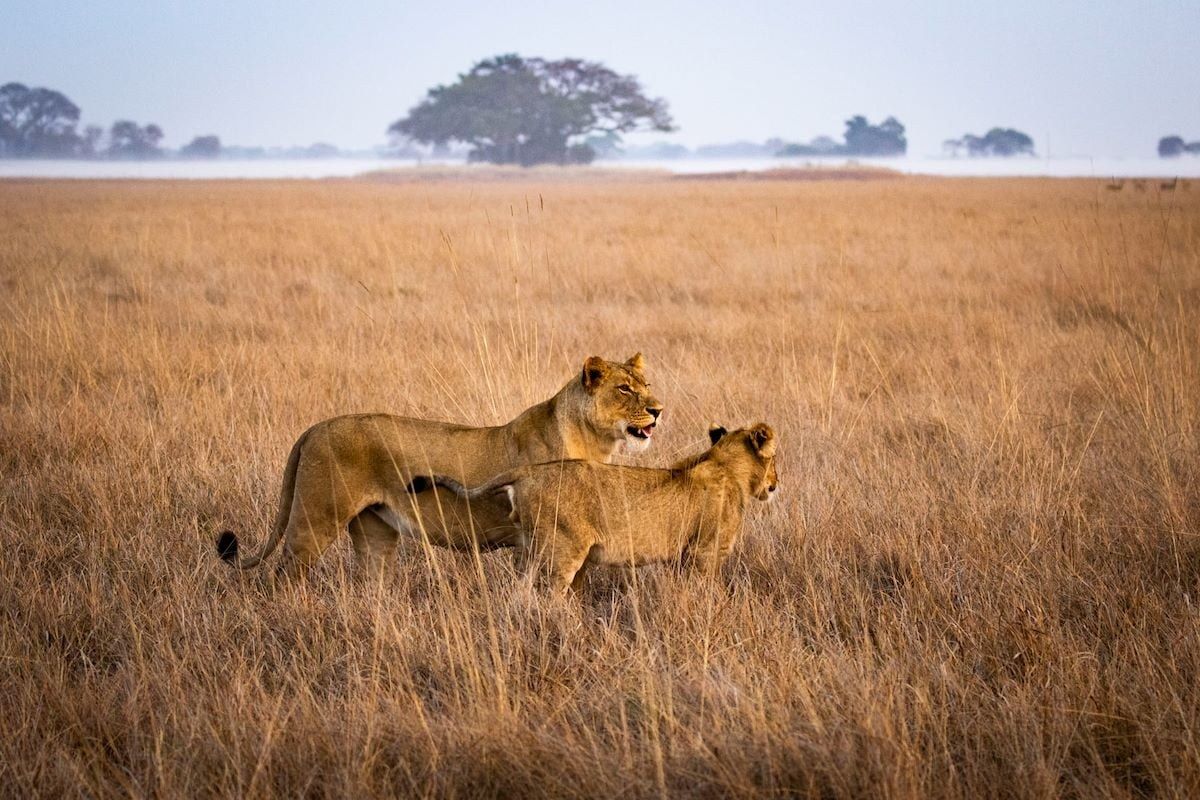 Busanga Bush Camp en Busanga Plains