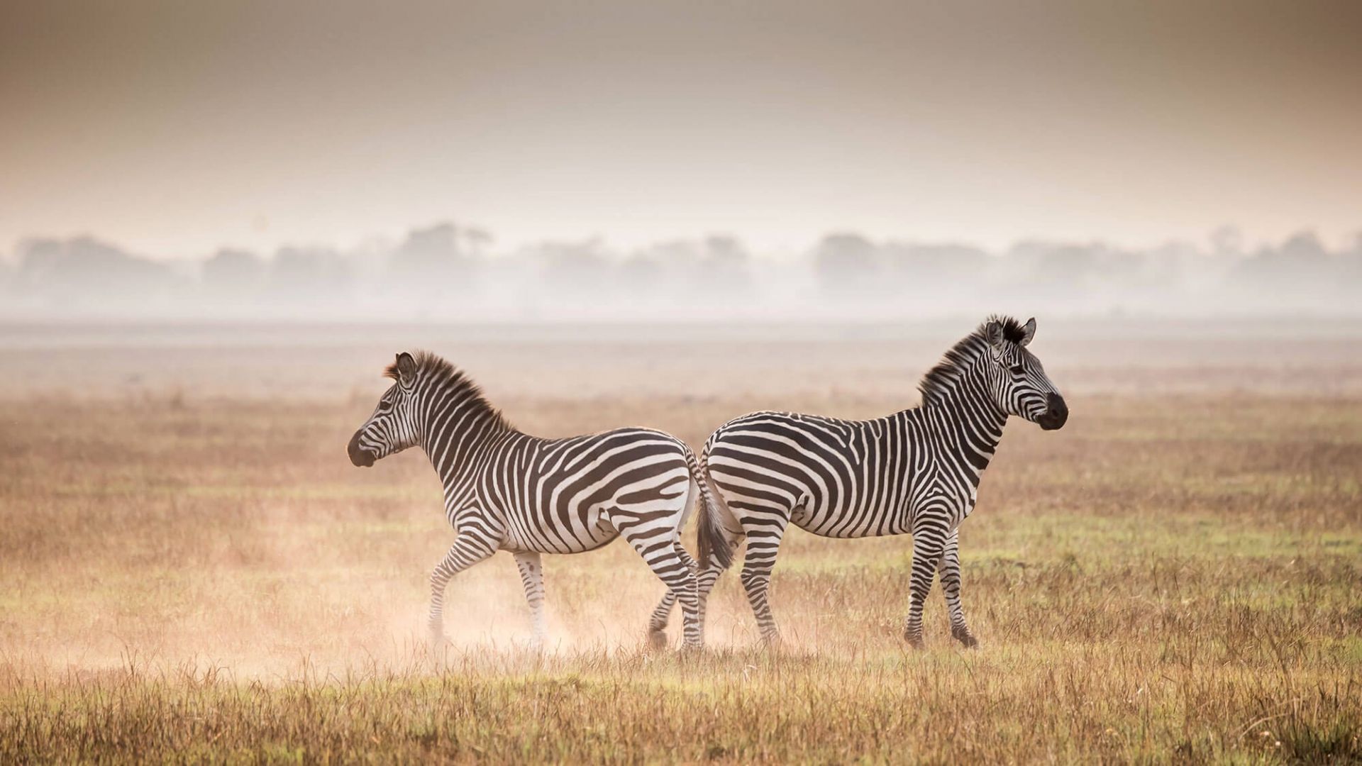 Busanga Plains | LAT.40