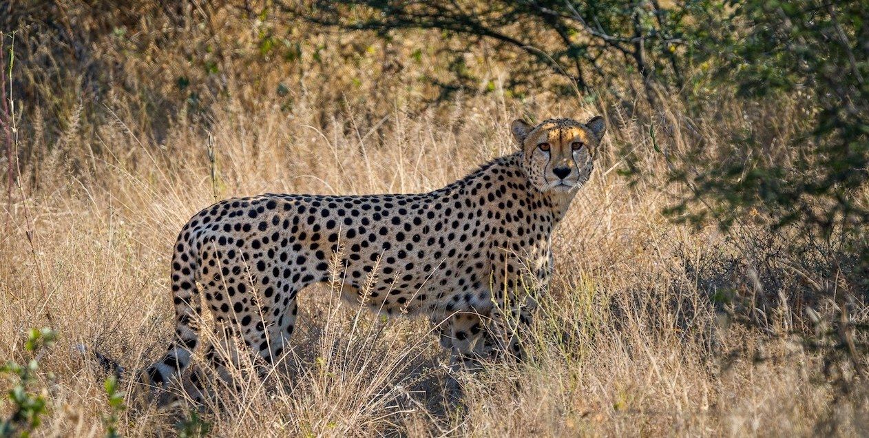 Dinaka en Kalahari