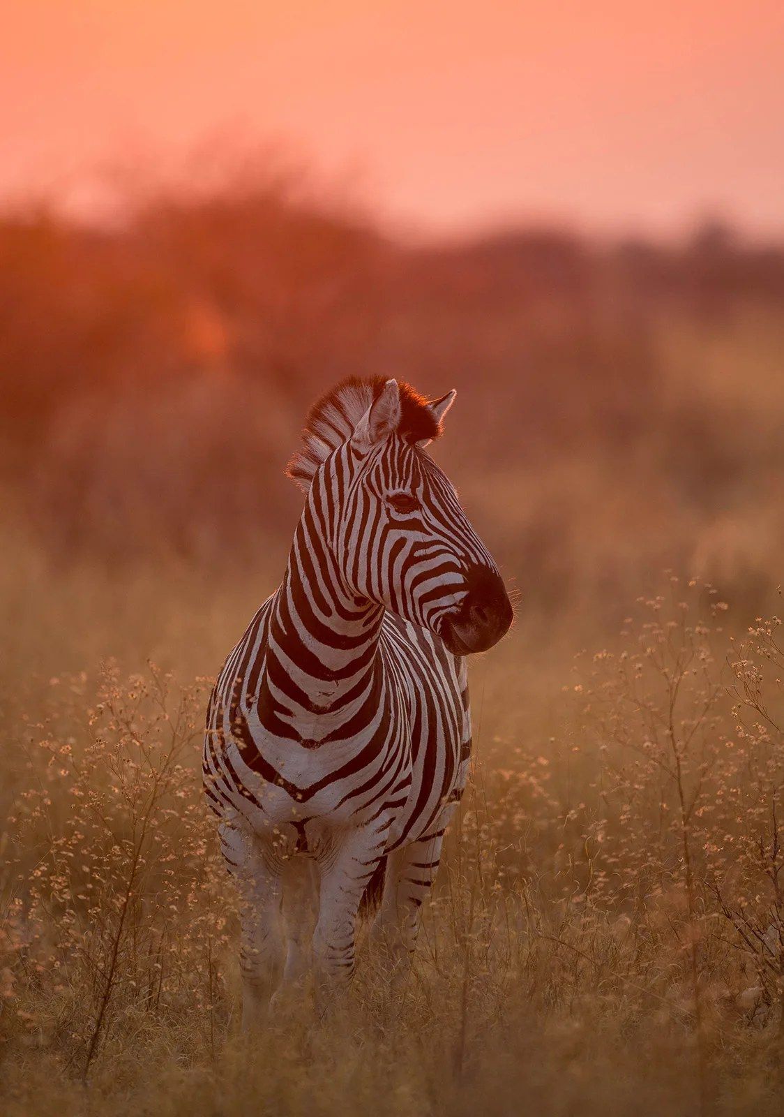 Dinaka en Kalahari