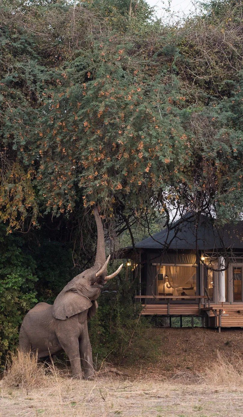 Chikwenya Game Lodge, Mana Pools