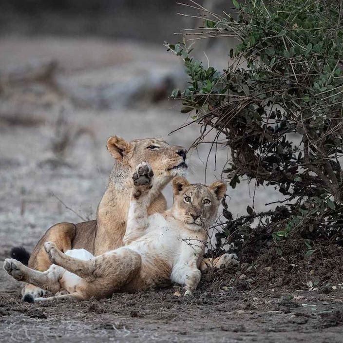 Chikwenya Game Lodge, Mana Pools
