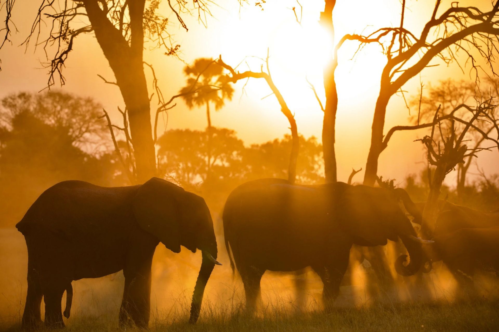 Pel's Island Camp en Delta Okavango