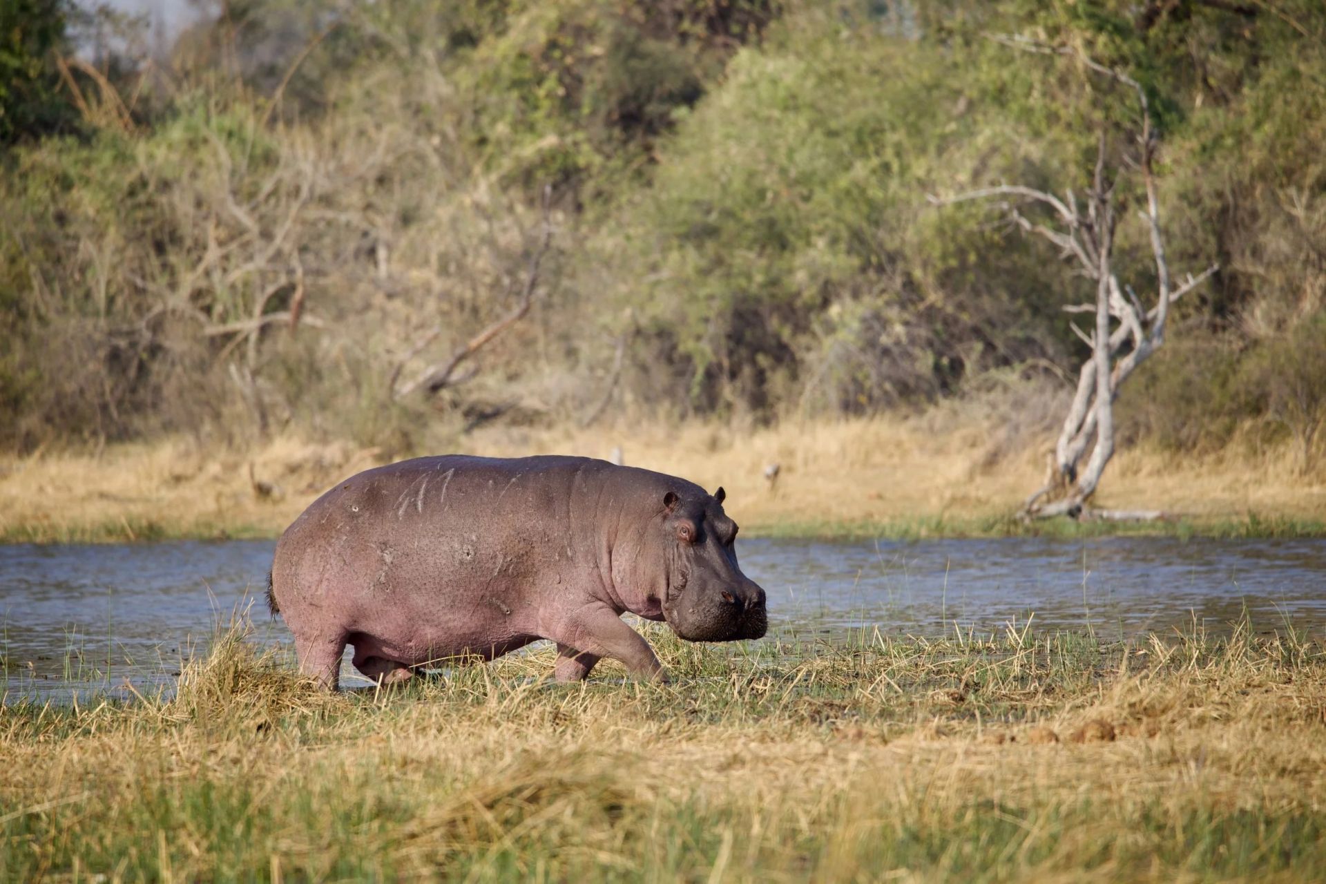 Pel's Island Camp en Delta Okavango