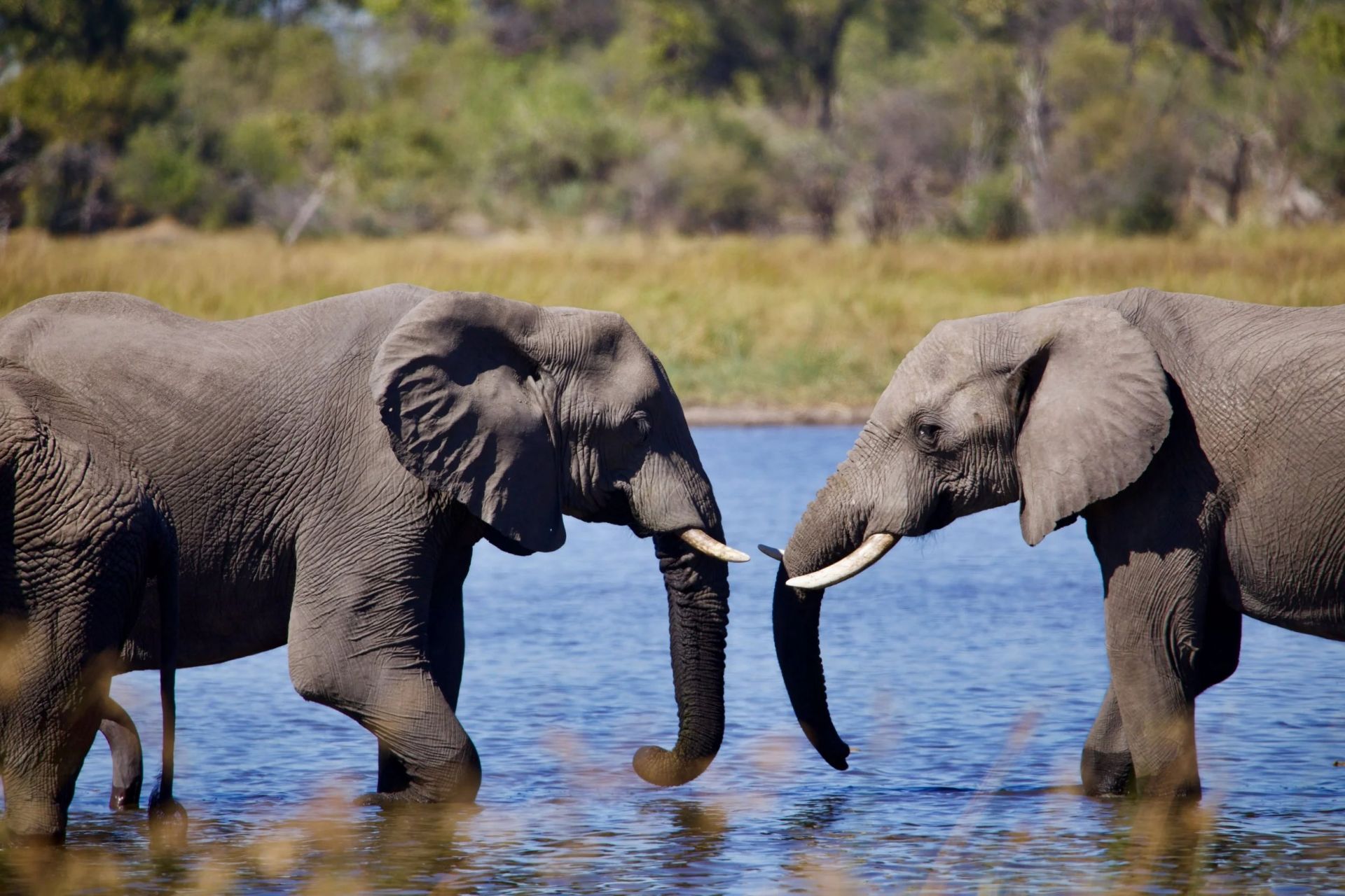 Pel's Island Camp en Delta Okavango