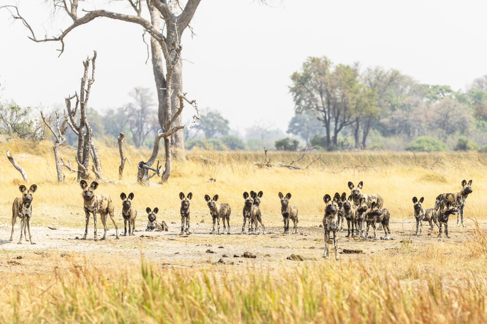 Shinde Footsteps en Delta Okavango