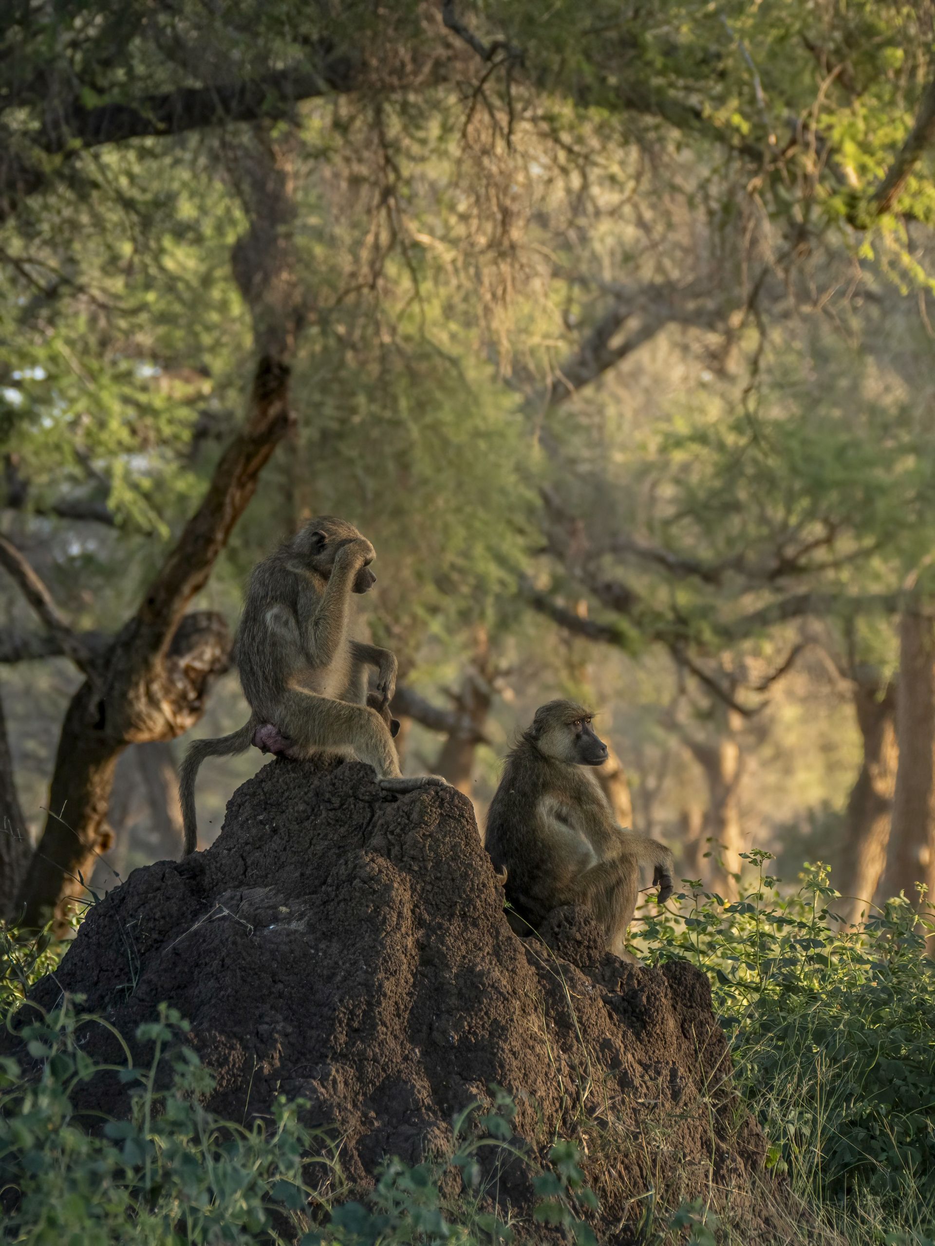 Dulini Anabezi, Lower Zambezi