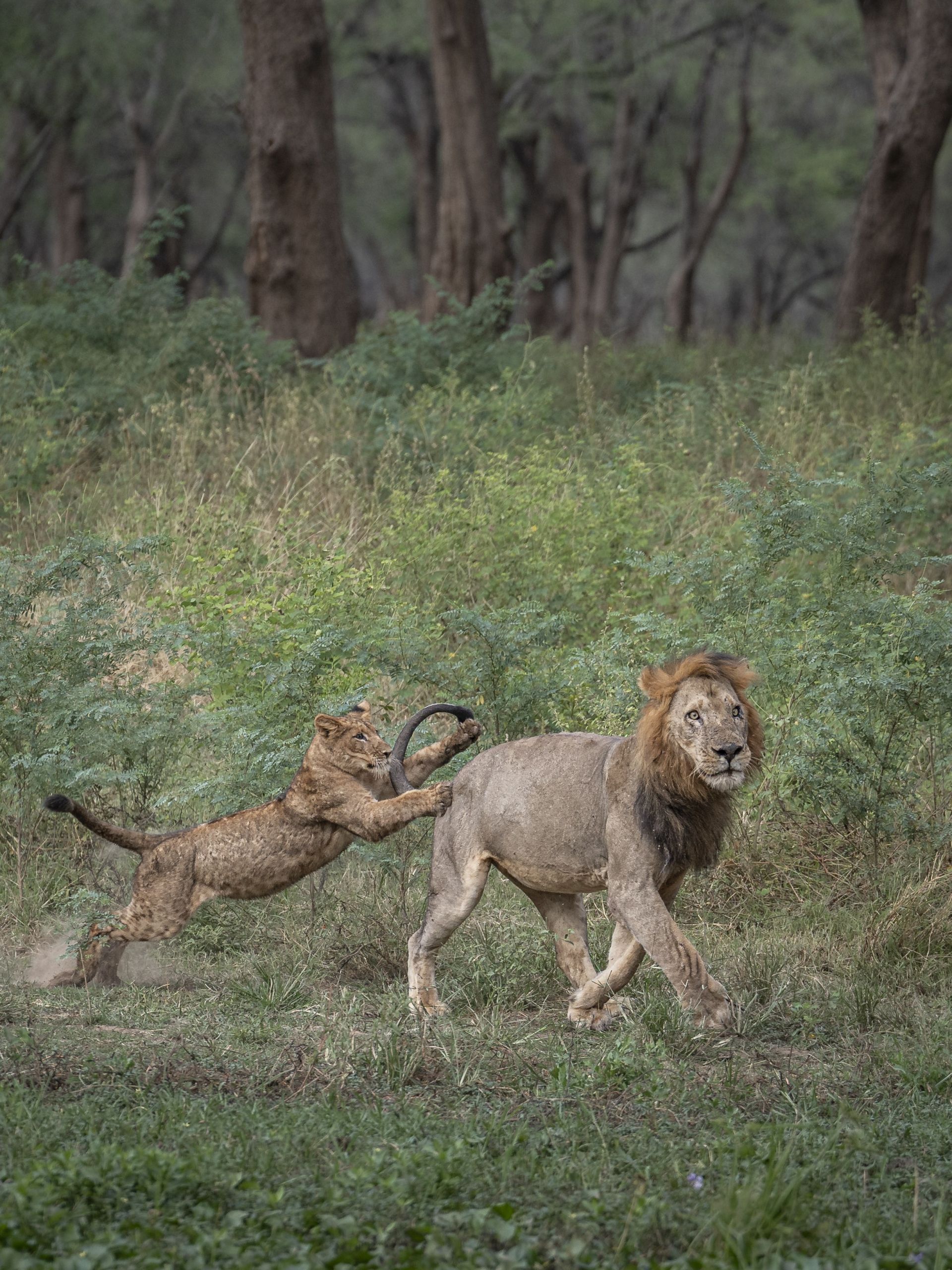 Dulini Anabezi, Lower Zambezi