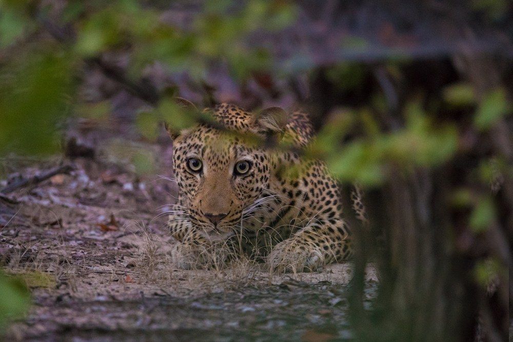 Luambe Camp, Luambe National Park, Luangwa Valley