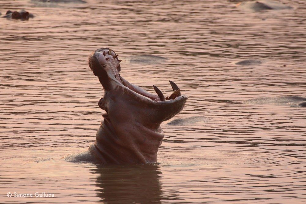 Luambe Camp, Luambe National Park, Luangwa Valley