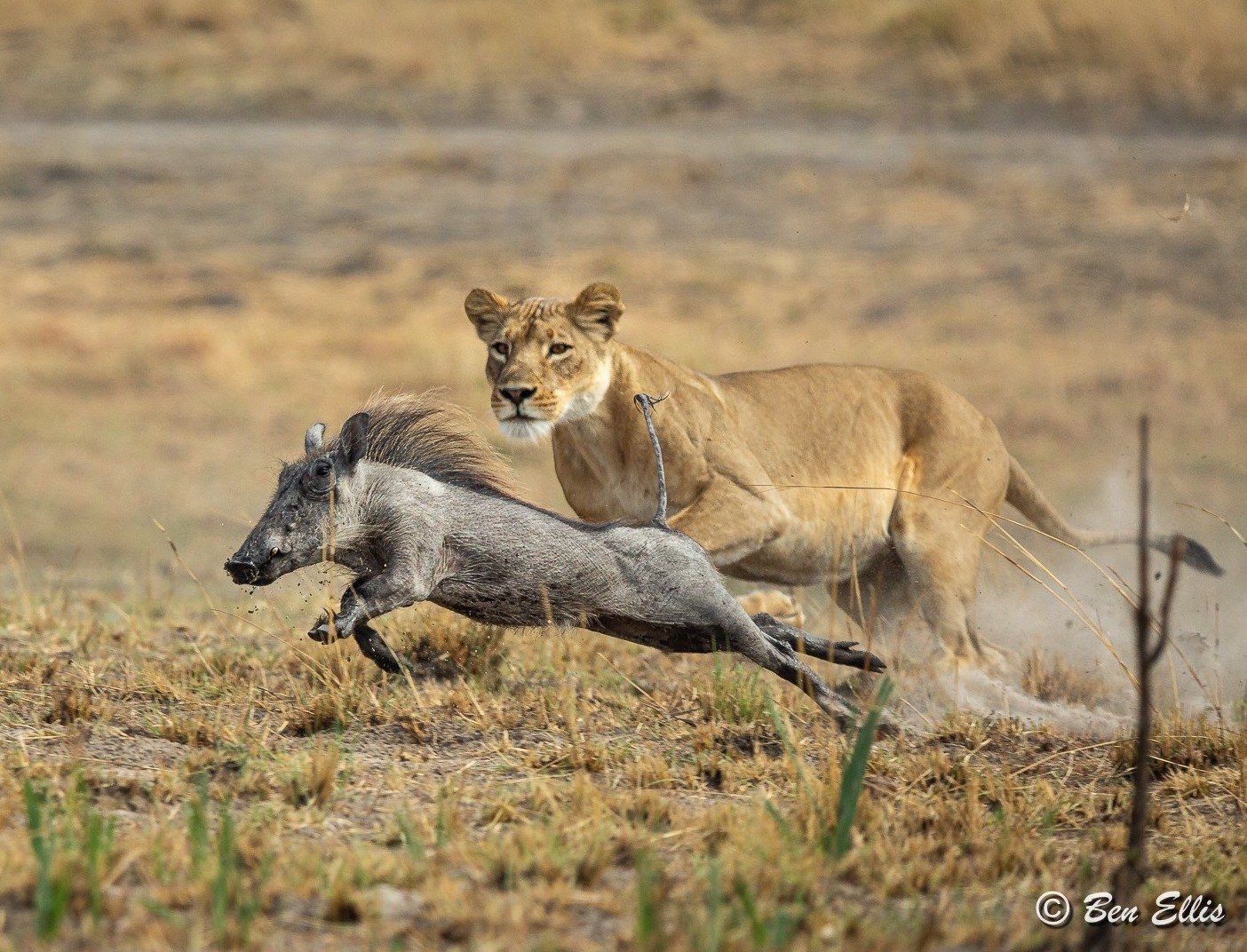 Nanzhila Plains Safari Camp en Nanzhila Plains