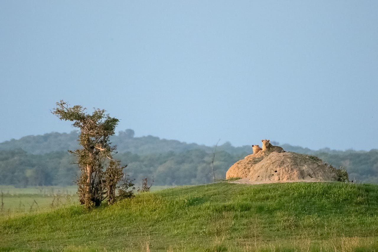 Nanzhila Plains Safari Camp en Nanzhila Plains