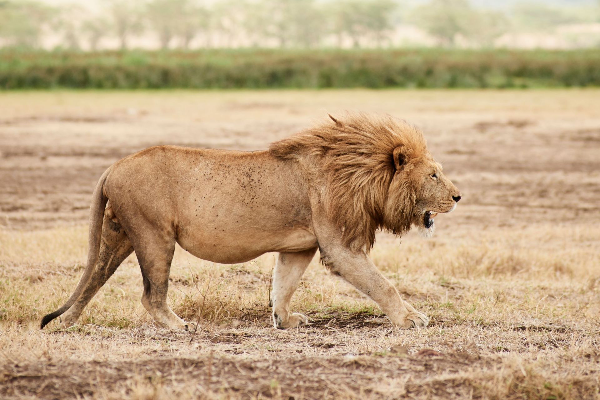 Ngorongoro Crater Camp, an A&K Sanctuary en Ngorongoro