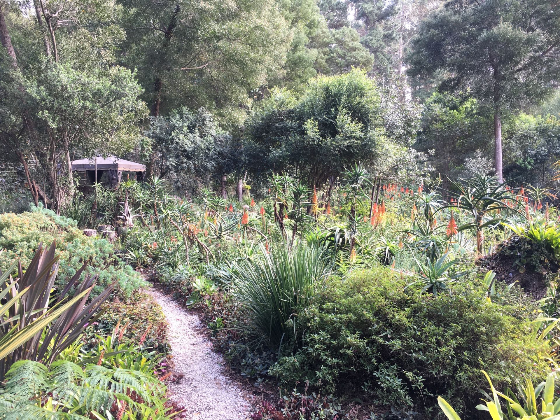 Hunter's Estate Aloe Garden with Gazebo