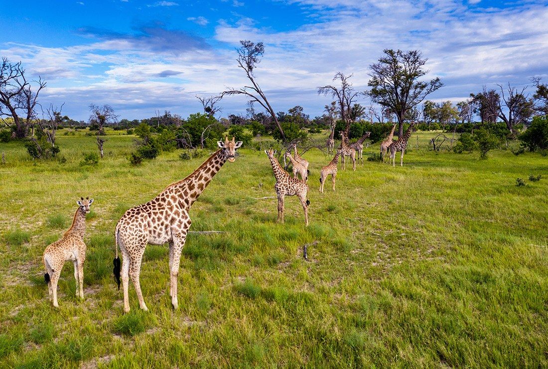 Tuludi Camp, Delta del Okavango